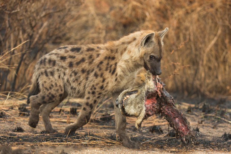 残忍的大自然:鬣狗叼着母狮头颅游.行炫耀战绩!