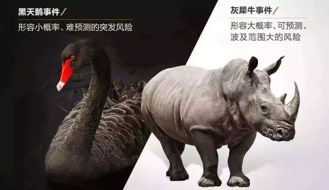 毁掉你的不是"黑天鹅",而是"灰犀牛"!